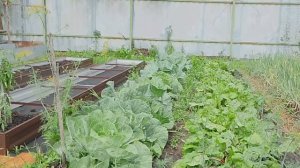 Сбор первого урожая капусты