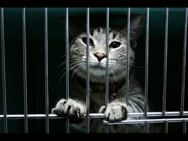 ПРИКОЛЫ С КОТАМИ СМЕШНЫЕ КОТЫ Побег с плена)) смотреть онлайн