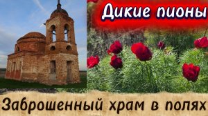 Дикие пионы. Заброшенный храм в полях. Интересные и красивые места Поволжья. Деревни России.