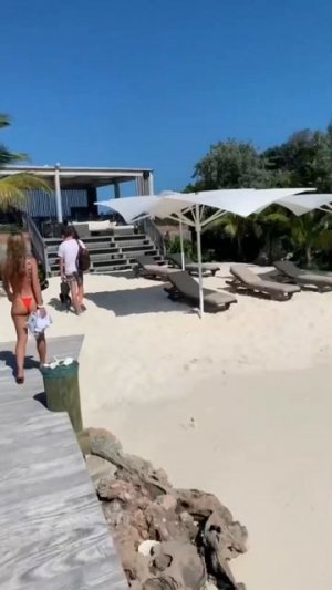 А вы бы хотели, поплавать с акулами или свиньями ?