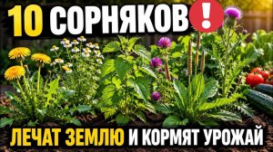 10 сорняков которые НЕЛЬЗЯ вырывать: они лечат землю и кормят ваш урожай