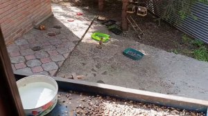 бельчата не возлюбили бурундуков