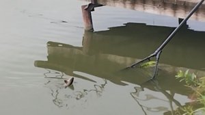 1000049125.mp4