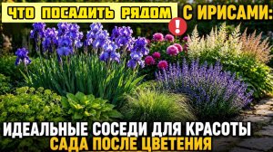 Что посадить рядом с Ирисами: идеальные соседи для красоты сада после цветения