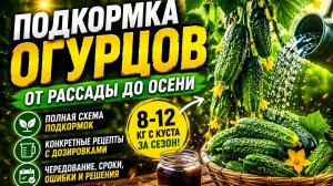 Правильная подкормка огурцов: собираю ведро через день весь сезон