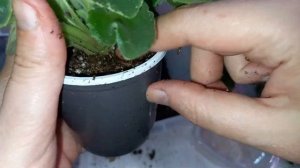 Фиалка скажет спасибо и пышно зацветет, если перевести ее на фитильный полив