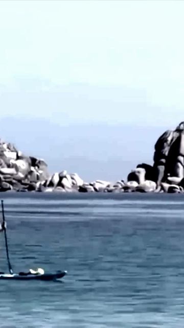 Акулы на пляже в Приморье