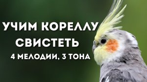 Учим Попугая Свистеть | Уроки для обучения птицы