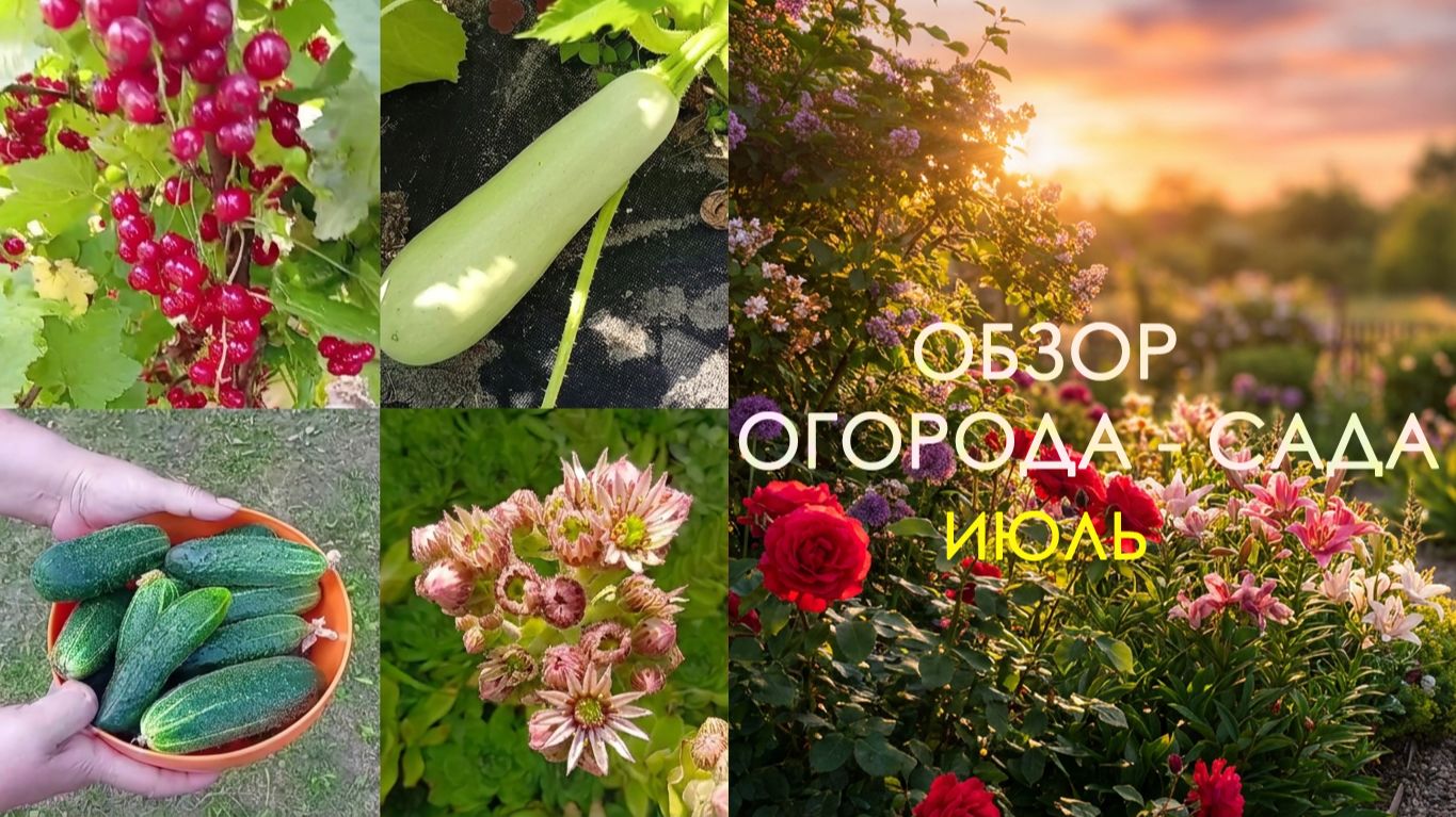 ОБЗОР ОГОРОДА СВОИМИ РУКАМИ / ЧТО ВЫРОСЛО / НАШ СКАЗОЧНЫЙ САД #shorts #garden #огород