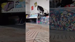 ушли погулять а боня такое вытворяет