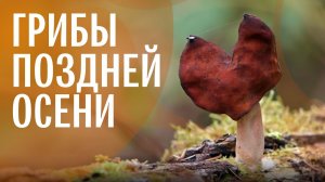 Позднеосенние грибы: боровик сосновый, подосиновики, зеленушка, строчок осенний. Михаил Вишневский