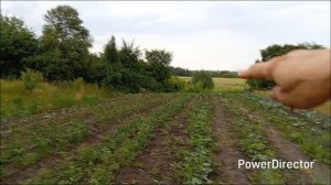 Ни одного Радара / Обнаружила красивого шкодника.