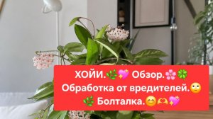 ХОЙИ 🌷🍀 ОБЗОР.🌸💖 ОБРАБОТКА ОТ ВРЕДИТЕЛЕЙ.🍀🌺БОЛТАЛКА.🌼🌷