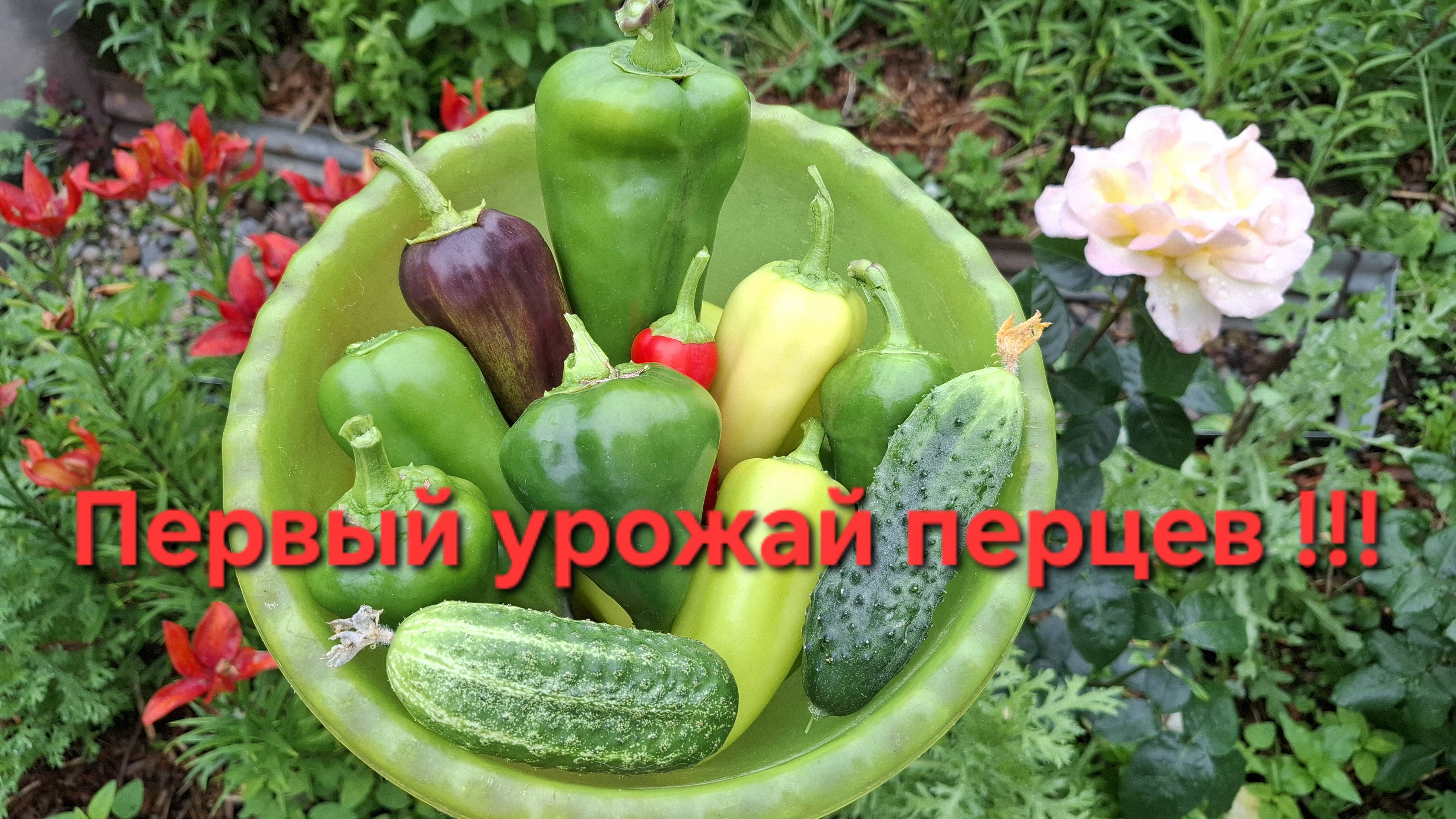 Дача!!! Первый урожай сладкого перца!!! смотреть онлайн