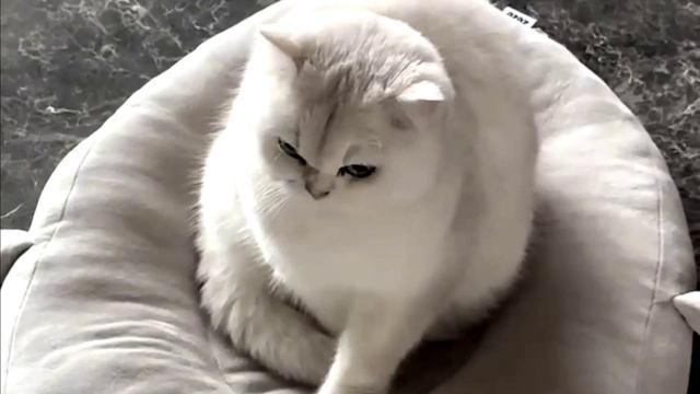 Заставка для видео Котик № 602