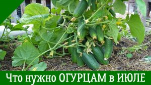 Огурцам в ИЮЛЕ: Подкормка ПЛОДОНОСЯЩИХ ОГУРЦОВ! Лучшие минеральные и органические рабочие варианты.