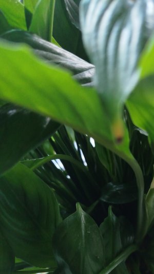 Вот такое счастье 🌿🪴