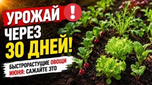 Урожай через 30 дней! Быстрорастущие овощи июня: сажайте это вместо того что вас раздражает!