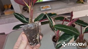 ИЗЛИШКИ КОМНАТНЫХ РАСТЕНИЙ НА ПРОДАЖУ.КОМНАТНЫЕ РАСТЕНИЯ(ЦВЕТЫ).