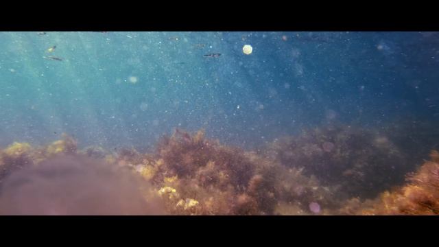 Заповедник Утриш смотреть онлайн