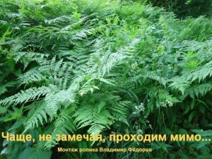 ЧАЩЕ,  НЕ ЗАМЕЧАЯ,  ПРОХОДИМ  МИМО...