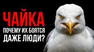Чайка: Самая Наглая Птица На Земле! Почему Их Боятся Даже Люди?