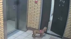 😅 Прислуга, куда пошла, сначала я потом ты