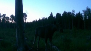 Тайны солонца: зачем лось приходит сюда снова и снова