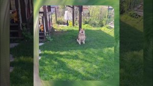 1000063445.mp4 (Собака смотрит на метал. уголки для устройства вытяжной вентиляции в доме А-фрейм)