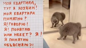 Перевод с кошачьего