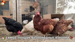 Цыплята и Курочки селяночки лучшие беспородные несушки 🥚 (493)