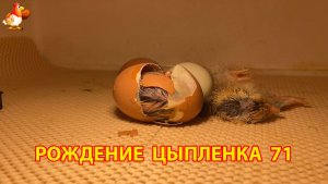 Вылупление цыпленка из яйца в инкубаторе версия 71