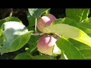 5 июля 2019/ежедневник Ангелов/Лена Воронова