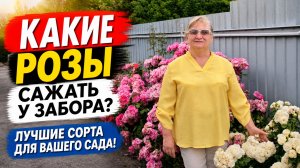 ВЫБИРАЕМ РОЗЫ ДЛЯ ЗАБОРА. Обзор 20 сортов роз!