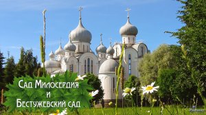 Сад Милосердия и Бестужевский сад (2026)