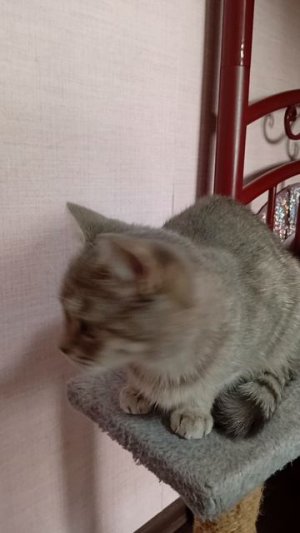 Я купила тебе корм