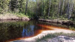 Как медведь-людоед терроризировал поселок лесозаготовителей