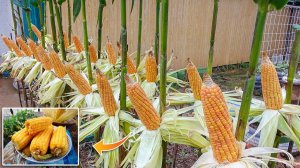 Советы по выращиванию желтой кукурузы в пластиковых контейнерах, от посева до сбора урожая