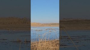 Весенняя охота в Калмыкии на водоплавающую дичь