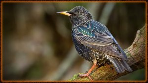 Голоса птиц Как поёт Скворец обыкновенный (Sturnus vulgaris)
