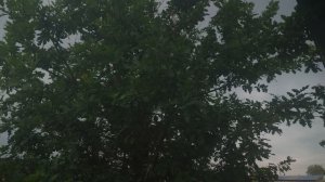 дом