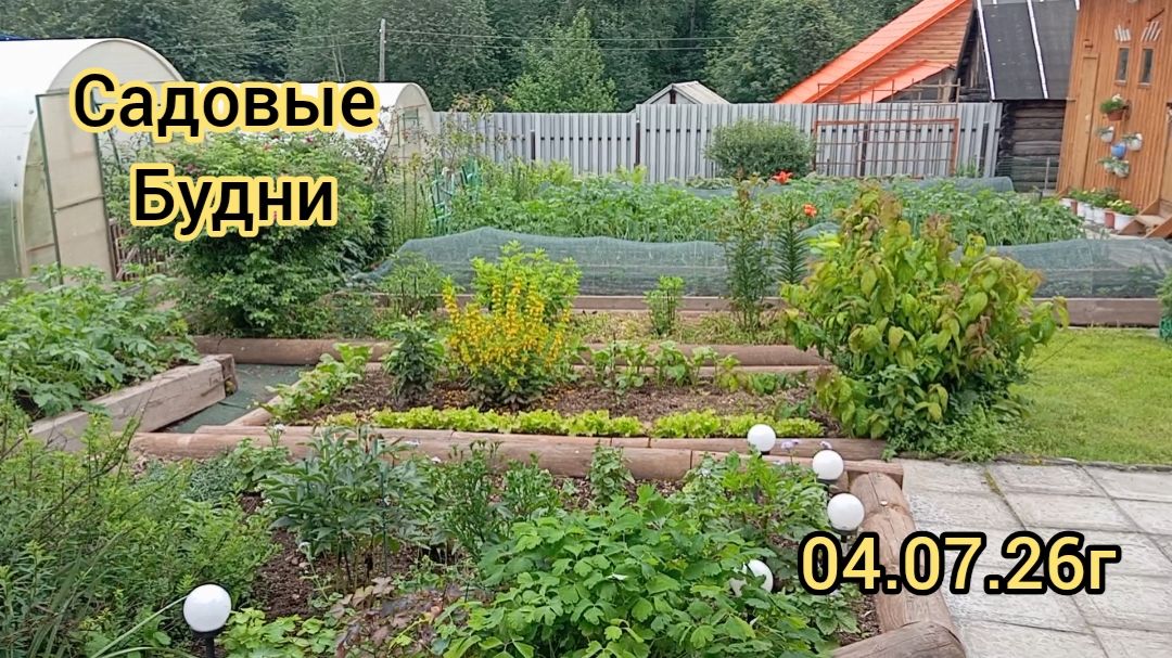 САДОВЫЕ БУДНИ/ ПЛАНЫ/ПОДКОРМКА ДЛЯ ОГУРЦОВ.04.07.26г