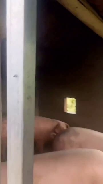 В КИТАЕ В ЖАРУ СВИНКИ С КОНДИЦИОНЕРОМ смотреть онлайн