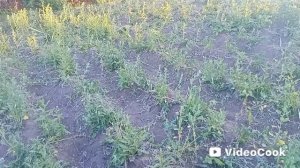 Якутск. Огород и грядки обильно полил перед операцией. Завтра поеду в город.