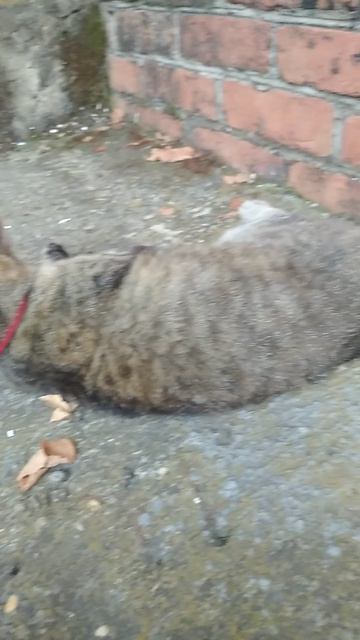 Кошка Мурка смотреть онлайн