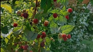 Собираем малину на своём участке