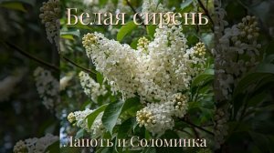 Белая сирень