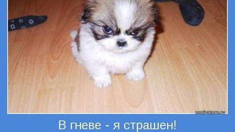 НИВА Тревел, я в гневе! смотреть онлайн