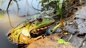 Почему озерная лягушка Клава так и не стала моим домашним питомцем