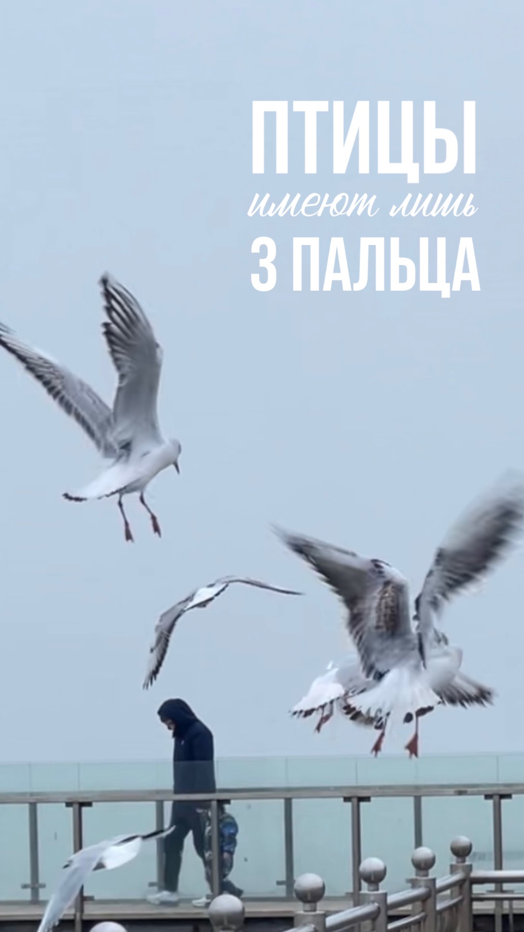 Сколько пальцев на крыле у птицы?🤔 смотреть онлайн